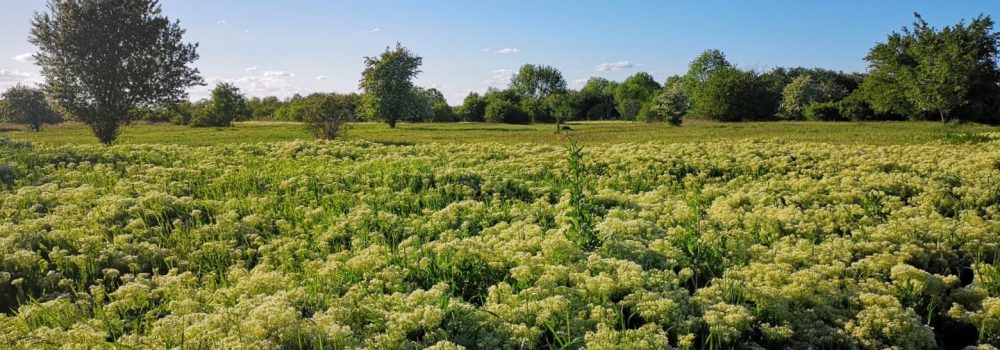 01_Blog_TegelerFliess_Reinickendorf_Natur_Weitblick_Ausflug